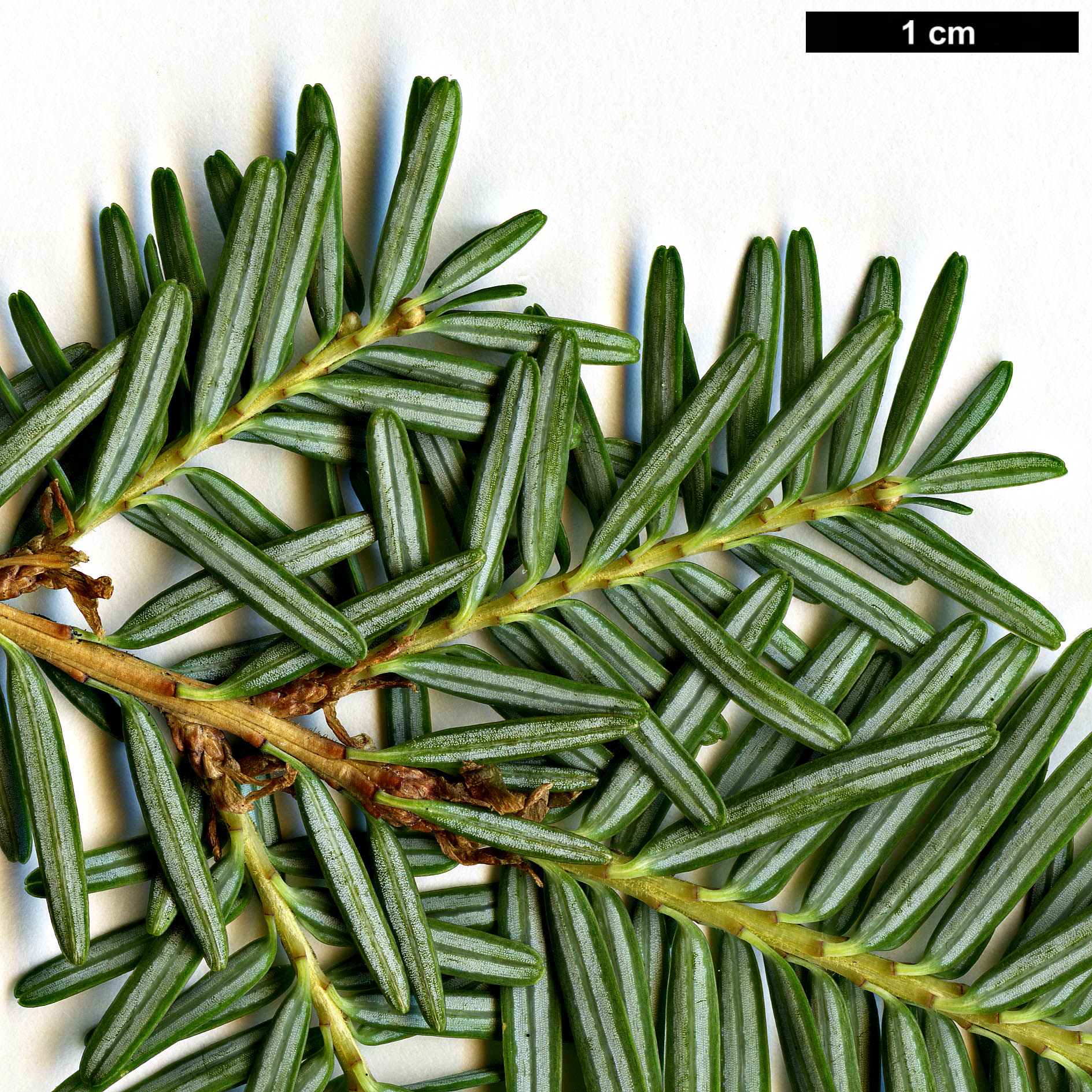 High resolution image: Family: Pinaceae - Genus: Tsuga - Taxon: chinensis - SpeciesSub: var. chinensis High resolution image: Family: Pinaceae - Genus: Tsuga - Taxon: chinensis - SpeciesSub: var. chinensis